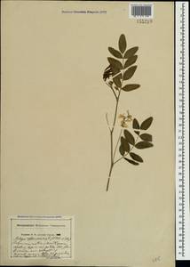 Galega officinalis L., Crimea (KRYM) (Russia)