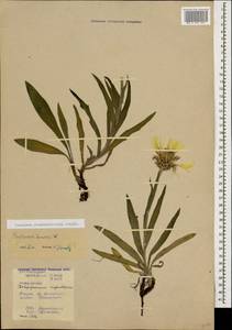 Centaurea cheiranthifolia Willd., Caucasus, Stavropol Krai, Karachay-Cherkessia & Kabardino-Balkaria (K1b) (Russia)