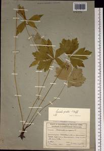 Sanicula giraldii H. Wolff, Siberia, Altai & Sayany Mountains (S2) (Russia)