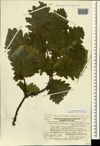 Quercus petraea (Matt.) Liebl., Caucasus, Dagestan (K2) (Russia)