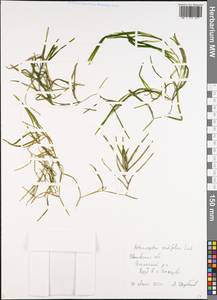 Potamogeton acutifolius Link, Eastern Europe, Central forest region (E5) (Russia)