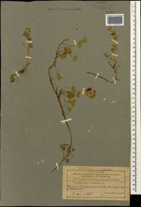 Trifolium repens L., Caucasus, Azerbaijan (K6) (Azerbaijan)