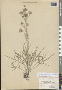 Jurinea, Eastern Europe, Central forest-and-steppe region (E6) (Russia)
