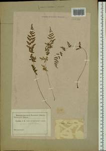 Cystopteris fragilis (L.) Bernh., Siberia (no precise locality) (S0) (Russia)