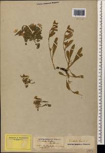 Convolvulus lineatus L., Caucasus, Azerbaijan (K6) (Azerbaijan)