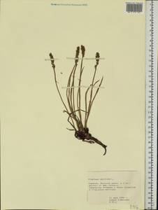 Plantago maritima L., Eastern Europe, Northern region (E1) (Russia)