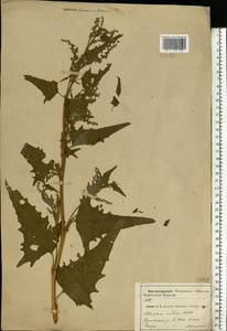 Atriplex sagittata Borkh., Eastern Europe, Central forest-and-steppe region (E6) (Russia)