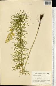 Aconitum anthora L., Eastern Europe, Central region (E4) (Russia)