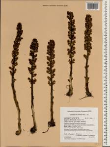Orobanche minor Sm., South Asia, South Asia (Asia outside ex-Soviet states and Mongolia) (ASIA) (Cyprus)