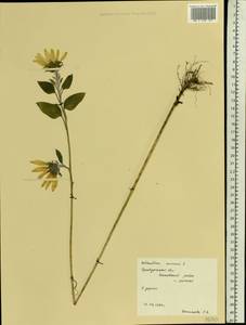 Helianthus annuus L., Eastern Europe, Eastern region (E10) (Russia)