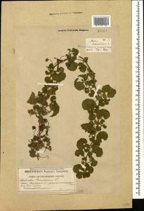 Malvella sherardiana (L.) Jaub. & Spach, Caucasus, Georgia (K4) (Georgia)