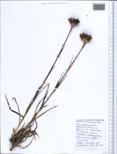 Dianthus capitatus, Caucasus, Black Sea Shore (from Novorossiysk to Adler) (K3) (Russia)