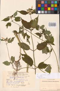 MHA 0 154 300, Galeopsis speciosa Mill., Eastern Europe, West Ukrainian region (E13) (Ukraine)
