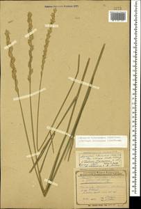 Thinopyrum intermedium subsp. intermedium, Caucasus, Azerbaijan (K6) (Azerbaijan)