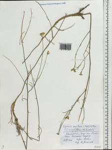 Erysimum quadrangulum Desf., Eastern Europe, Rostov Oblast (E12a) (Russia)