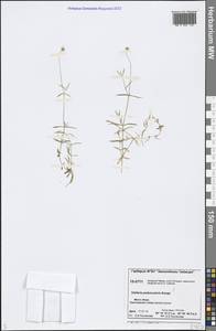 Stellaria peduncularis Bunge, Siberia, Central Siberia (S3) (Russia)