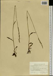 Spiranthes sinensis (Pers.) Ames, Siberia, Russian Far East (S6) (Russia)