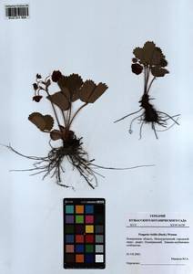 Fragaria viridis Duchesne, Siberia, Altai & Sayany Mountains (S2) (Russia)