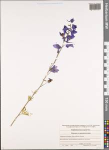 Delphinium dasycarpum Stev. ex DC., Caucasus, Stavropol Krai, Karachay-Cherkessia & Kabardino-Balkaria (K1b) (Russia)