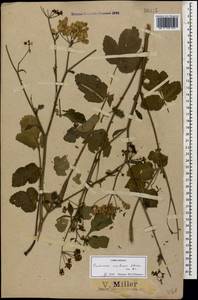Pastinaca sativa subsp. urens (Req. ex Godr.) Celak., Caucasus, Black Sea Shore (from Novorossiysk to Adler) (K3) (Russia)