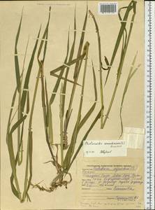 Phalaris arundinacea L., Siberia, Altai & Sayany Mountains (S2) (Russia)