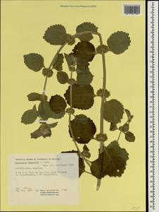 Marrubium anisodon K.Koch, South Asia, South Asia (Asia outside ex-Soviet states and Mongolia) (ASIA) (Afghanistan)