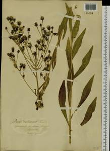 Picris davurica Fisch. ex Hornem., Siberia, Baikal & Transbaikal region (S4) (Russia)