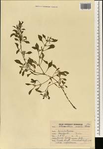 Alternanthera sessilis (L.) R. Br. ex DC., South Asia, South Asia (Asia outside ex-Soviet states and Mongolia) (ASIA) (India)