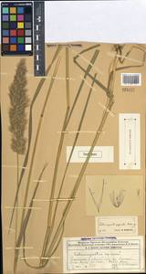 Calamagrostis macrolepis Litv., Middle Asia, Western Tian Shan & Karatau (M3) (Kazakhstan)