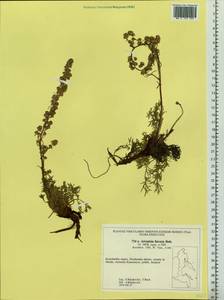 Artemisia furcata M. Bieb., Siberia, Chukotka & Kamchatka (S7) (Russia)