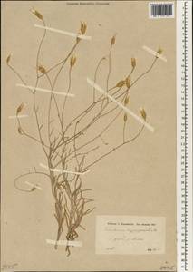 Xeranthemum longepapposum Fisch. & C. A. Mey., South Asia, South Asia (Asia outside ex-Soviet states and Mongolia) (ASIA) (Turkey)