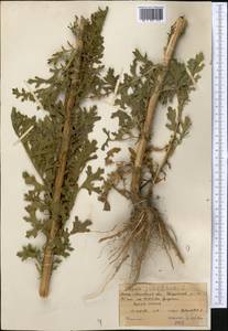 Jacobaea vulgaris subsp. vulgaris, Middle Asia, Northern & Central Tian Shan (M4) (Kazakhstan)