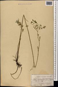 Gasparinia peucedanoides (M. Bieb.) Thell., Caucasus, Armenia (K5) (Armenia)