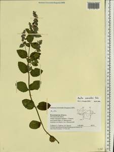 Mentha suaveolens Ehrh., Eastern Europe, Central region (E4) (Russia)