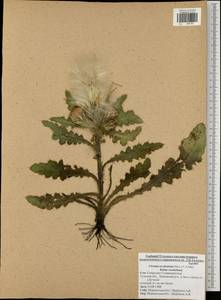 Cirsium esculentum (Siev.) C. A. Mey., Eastern Europe, Central region (E4) (Russia)
