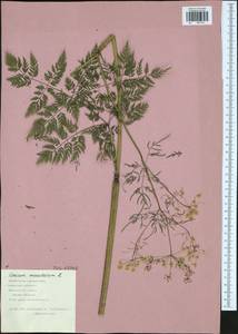 Conium maculatum L., Eastern Europe, Central region (E4) (Russia)