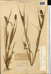 Setaria italica (L.) P.Beauv., Eastern Europe, Central forest-and-steppe region (E6) (Russia)