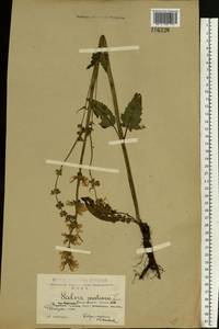 Salvia pratensis L., Eastern Europe, Central forest-and-steppe region (E6) (Russia)