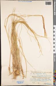 Stipa dasyphylla (Lindem.) Czern. ex Trautv., Eastern Europe, North Ukrainian region (E11) (Ukraine)