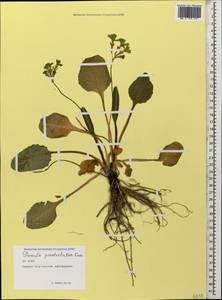 Primula elatior subsp. pseudoelatior (Kuzn.) W. W. Sm. & Forrest, Caucasus, North Ossetia, Ingushetia & Chechnya (K1c) (Russia)