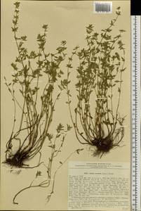 Clinopodium acinos (L.) Kuntze, Siberia, Russian Far East (S6) (Russia)