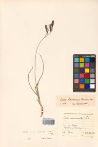 Carex flavocuspis Franch. & Sav., Siberia, Russian Far East (S6) (Russia)