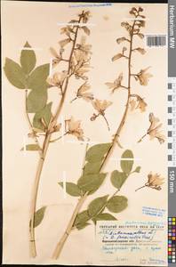 Dictamnus albus L., Eastern Europe, North Ukrainian region (E11) (Ukraine)