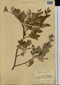 Salix bebbiana Sarg., Siberia, Baikal & Transbaikal region (S4) (Russia)