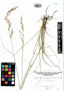 Achnatherum sibiricum (L.) Keng ex Tzvelev, Siberia, Baikal & Transbaikal region (S4) (Russia)