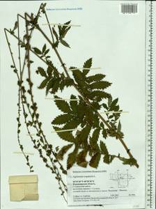 Agrimonia eupatoria L., Eastern Europe, Central region (E4) (Russia)