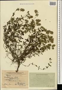 Thymus collinus M.Bieb., Caucasus, Dagestan (K2) (Russia)