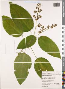Laportea bulbifera (Siebold & Zucc.) Wedd., South Asia, South Asia (Asia outside ex-Soviet states and Mongolia) (ASIA) (Vietnam)