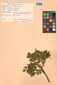 Rosa rugosa Thunb., Siberia, Russian Far East (S6) (Russia)