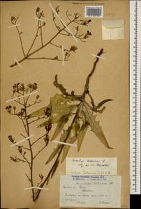 Lactuca tatarica (L.) C. A. Mey., Caucasus, Armenia (K5) (Armenia)